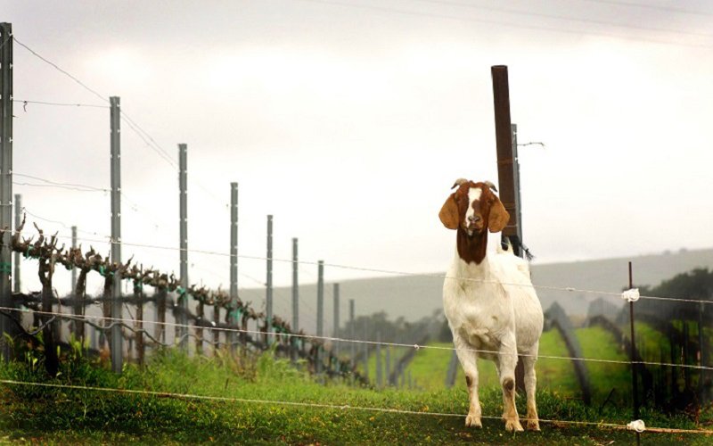 Cal Poly Healthy Soils Project: No-till and Cover Crop Management with Grazing